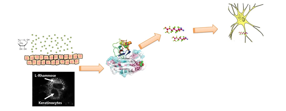 L Rhamnose Monohydrate AAAAA.jpg